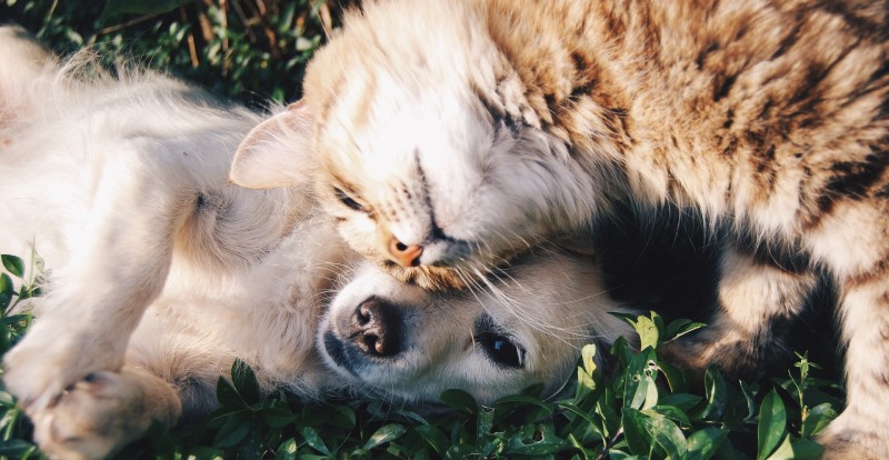 Sale of Sopral (Avril Group’s pet food business)