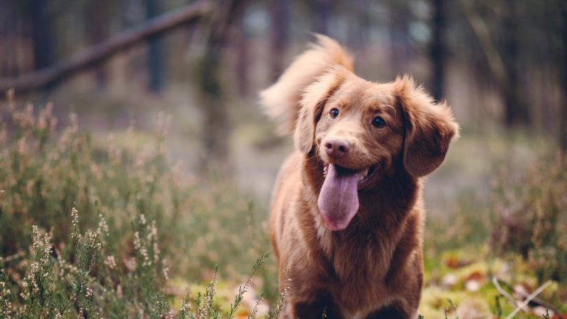 Cession de Petworld à Maxi Zoo