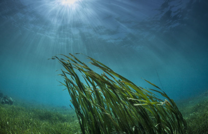 De Smaakspecialist neemt de activiteiten van Seamore over