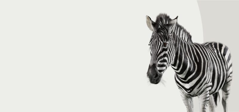 Funding of Möck by MBG